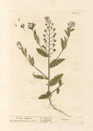 Black Mustard Painting - Elizabeth Blackwell — artwork view