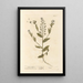 Black Mustard Painting - Elizabeth Blackwell — framed artwork on a wall