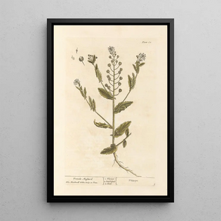 Black Mustard Painting - Elizabeth Blackwell — framed artwork on a wall