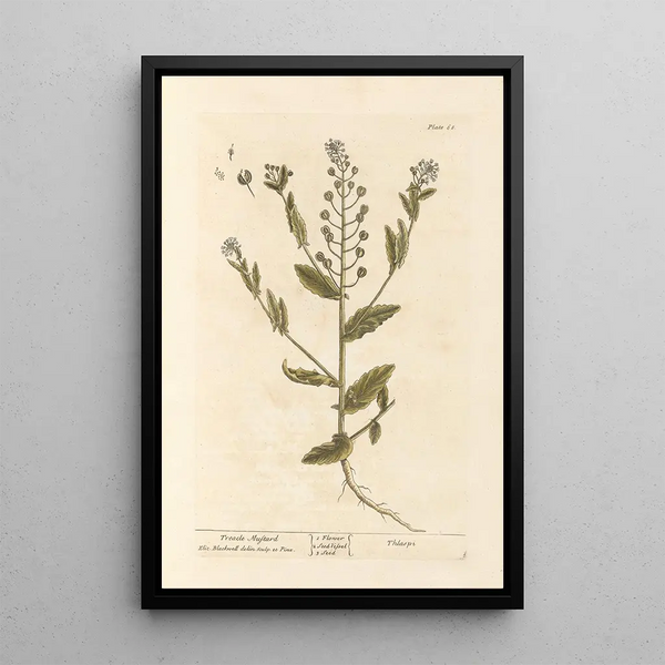 Black Mustard Painting - Elizabeth Blackwell — framed artwork on a wall