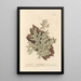 Lichen pulmonaire - Elizabeth Blackwell — framed artwork on a wall