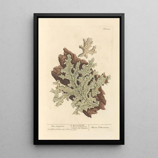 Lichen pulmonaire - Elizabeth Blackwell — framed artwork on a wall