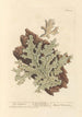 Lichen pulmonaire - Elizabeth Blackwell — artwork view
