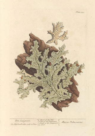 Lichen pulmonaire - Elizabeth Blackwell — artwork view