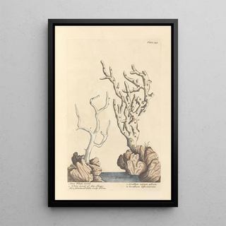 Genuine white coral painting from boutiques - Elizabeth Blackwell — framed artwork on a wall