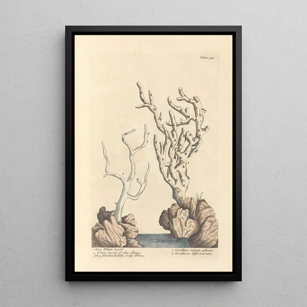 Genuine white coral painting from boutiques - Elizabeth Blackwell — framed artwork on a wall