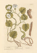 Turbith - Elizabeth Blackwell — artwork view