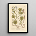 Turbith - Elizabeth Blackwell — framed artwork on a wall