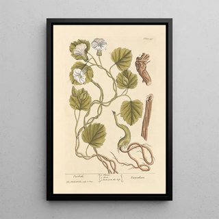 Turbith - Elizabeth Blackwell — framed artwork on a wall