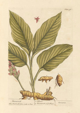 Elizabeth Blackwell - Turmerick.webp