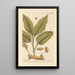 Curcuma - Elizabeth Blackwell — framed artwork on a wall