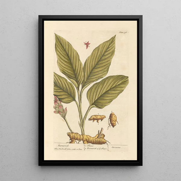Curcuma - Elizabeth Blackwell — framed artwork on a wall