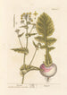 Navet - Elizabeth Blackwell — artwork view