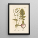 Navet - Elizabeth Blackwell — framed artwork on a wall