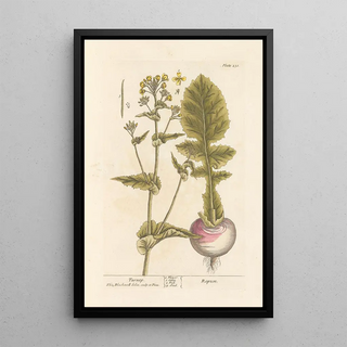 Navet - Elizabeth Blackwell — framed artwork on a wall