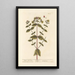 Millepertuis ou feuilles de parc - Elizabeth Blackwell — framed artwork on a wall