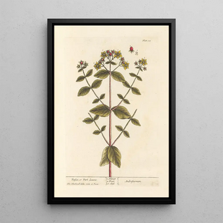 Millepertuis ou feuilles de parc - Elizabeth Blackwell — framed artwork on a wall