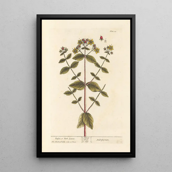 Millepertuis ou feuilles de parc - Elizabeth Blackwell — framed artwork on a wall