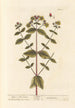 Millepertuis ou feuilles de parc - Elizabeth Blackwell — artwork view