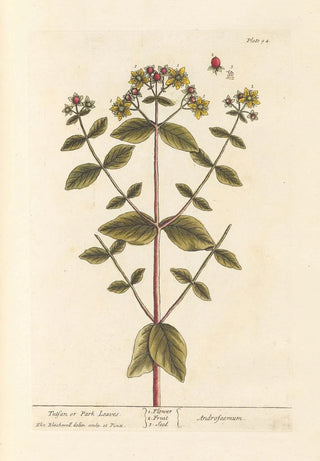 Millepertuis ou feuilles de parc - Elizabeth Blackwell — artwork view
