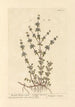 Mint Pouliot Standing - Elizabeth Blackwell — artwork view