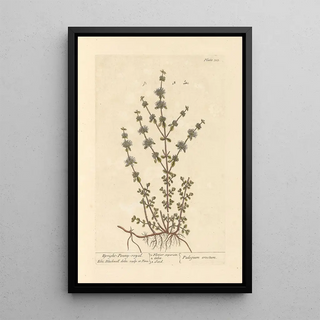 Mint Pouliot Standing - Elizabeth Blackwell — framed artwork on a wall