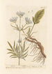 Valériane - Elizabeth Blackwell — artwork view