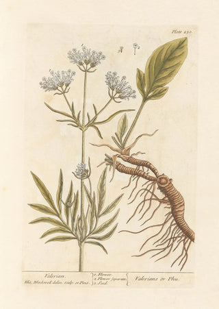 Valériane - Elizabeth Blackwell — artwork view