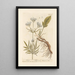 Valériane - Elizabeth Blackwell — framed artwork on a wall