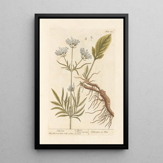 Valériane - Elizabeth Blackwell — framed artwork on a wall