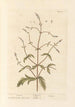 Verveine Painting - Elizabeth Blackwell — artwork view