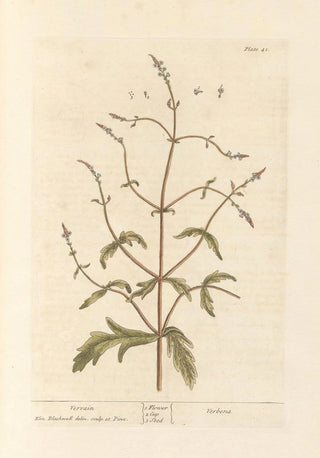 Verveine Painting - Elizabeth Blackwell — artwork view