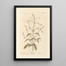 Verveine Painting - Elizabeth Blackwell — framed artwork on a wall