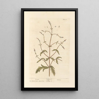 Verveine Painting - Elizabeth Blackwell — framed artwork on a wall