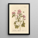 Mauve de guimauve painting - Elizabeth Blackwell — framed artwork on a wall