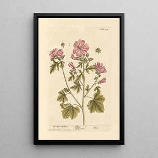 Mauve de guimauve painting - Elizabeth Blackwell — framed artwork on a wall