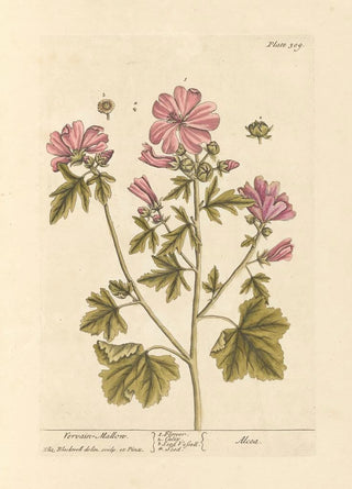 Mauve de guimauve painting - Elizabeth Blackwell — artwork view
