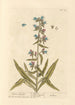Viperine - Elizabeth Blackwell — artwork view