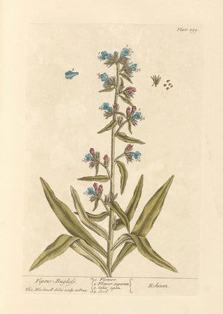 Viperine - Elizabeth Blackwell — artwork view