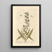 Viperine - Elizabeth Blackwell — framed artwork on a wall
