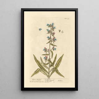 Viperine - Elizabeth Blackwell — framed artwork on a wall