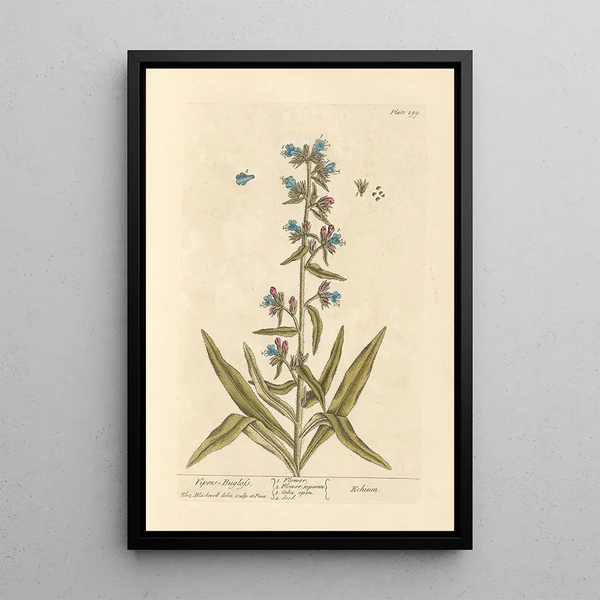 Viperine - Elizabeth Blackwell — framed artwork on a wall
