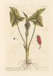 Arum tacheté ou gouet - Elizabeth Blackwell — artwork view