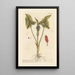 Arum tacheté ou gouet - Elizabeth Blackwell — framed artwork on a wall