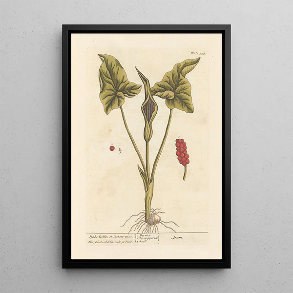 Arum tacheté ou gouet - Elizabeth Blackwell — framed artwork on a wall