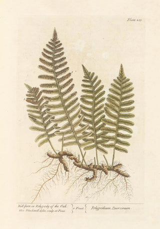 Wall fern painting or oak polypode - Elizabeth Blackwell — artwork view