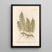 Wall fern painting or oak polypode - Elizabeth Blackwell — framed artwork on a wall