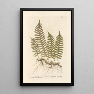 Wall fern painting or oak polypode - Elizabeth Blackwell — framed artwork on a wall