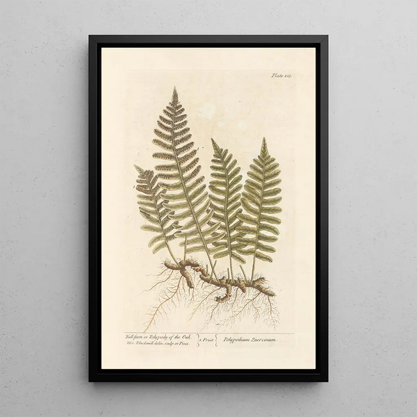 Wall fern painting or oak polypode - Elizabeth Blackwell — framed artwork on a wall