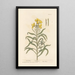 Giroflée Painting - Elizabeth Blackwell — framed artwork on a wall